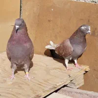 ۴طوق کبوتر اصیل یکجای ۱۵۰۰ مقطوع|پرنده|هشتگرد, شهرک اداری|دیوار