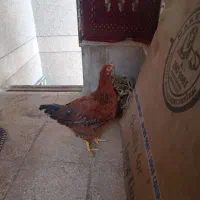 دو عدد مرغ به فروش میرسد|پرنده|شیراز, تحویلی|دیوار