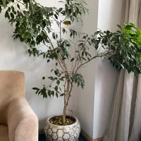 درخت بنجامین قد بلند