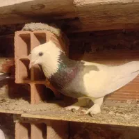 فروش 5عددطوق