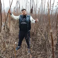 نهال گردو چندلر