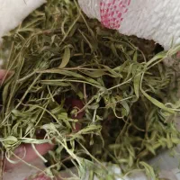 آویشن کوهی معطر