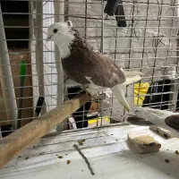 نر و ماده پا چکمه|پرنده|تهران, کوثر|دیوار