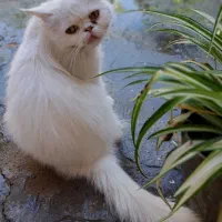 گربه پرشین ماده