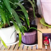 دخترهای خوشکل