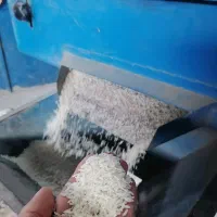 برنج محلی هاشمی چالوس