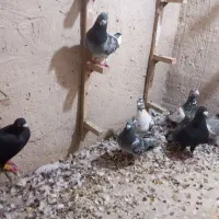 ۷تا کبوتر