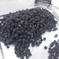 تمشک پیوندی