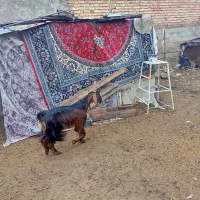 فروش گیسه کهردار شکم اول دوبار رونده شده