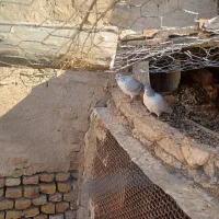 جوجه سده|پرنده|فیروزه, |دیوار