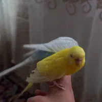 یک جفت مرغ عشق نیمه دستی