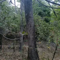 باغ ییلاقی روبه رودخانه روستای مغان با جوی آب زیبا|فروش خانه و ویلا|مشهد, کوی سیدی|دیوار