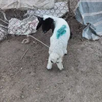 بره .بیگ. بز.میش