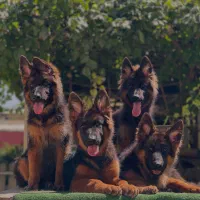 فروش سگ ژرمن شپرد توله،مجموعه (ایرانگارد سابق)