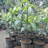 تولیدوفروش انواع نهال آووکادو پیوندی|خدمات باغبانی و درختکاری|سلمانشهر, |دیوار