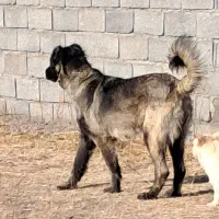 واگذاری توله سگ سرابی ماده۸ماهه زات قدیم مخصوص گله|سگ|تبریز, |دیوار