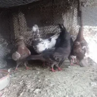 7عدد کبوتر چاق دونه ای 150ت