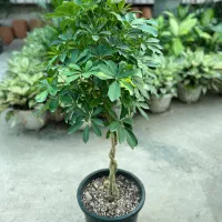 شفلرا بافت،لوکس،برگ پرپشت،نگهداری آسان،قیمت تولیدی