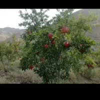 باغ انار ۱۴۶۰ متر مربع واقع در چهارطاق.