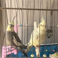 عروس هلندی نرو ماده