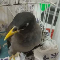 مینا جوجه دو ماهه
