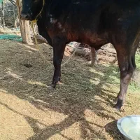 گاو گوساله نر