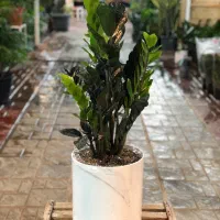 فروش گیاهان آپارتمانی و طراحی و اجرای فضای سبز|گل و گیاه طبیعی|تهران, آجودانیه|دیوار