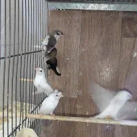 فنچ بنگالی پرستار|پرنده|تهران, جی|دیوار