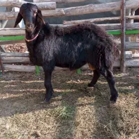 فروش بره نر