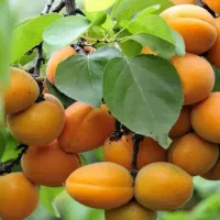 نهالستان مهندس قاسمی دارای ارقام مقاوم به دیم|خدمات باغبانی و درختکاری|ارمند, |دیوار