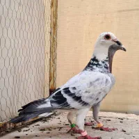 قره کرمونی .بزک|پرنده|کاشان, شهرک صنعتی امیرکبیر ۲|دیوار