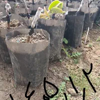 کیوی هایوارد طلایی