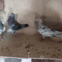 کبوتر طوقی سار سبز|پرنده|چناران, |دیوار