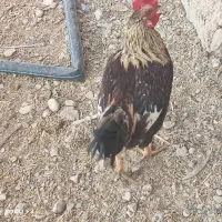 خروس جوان یک ساله