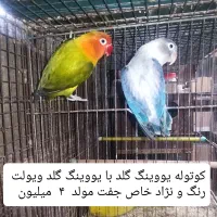 جفت کوتوله مولد رنگ و نژاد خاص معاوضه با گرینچیک..|پرنده|بابل, |دیوار