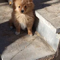 پامر سایز ریز خرسی