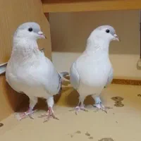 کفتر افغانی|پرنده|تهران, وردآورد|دیوار