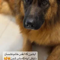 سگ ژرمن ماده