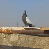 کبوتر سینه ای