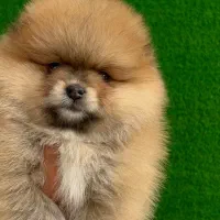 پامر دو سر خرسی