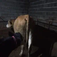 گاوشکم اول|حیوانات مزرعه|کشاورز, |دیوار