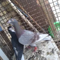 کفتر، چهار تا حیوون خوب مفت