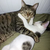 گربه های نر گمشده