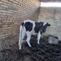 یک عدد گوساله یک ساله سالم