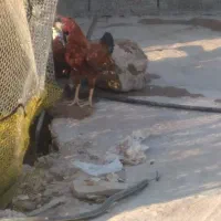 خروس درجیک