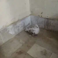 کبوتر نر|پرنده|محمدشهر, شهرک پیام (مهرالبرز)|دیوار