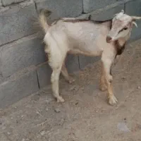 نری خوب
