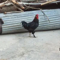 3عددخروس کردی