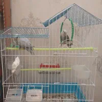 طوطی برزیلی