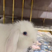 خرگوش لپ چشم آبی